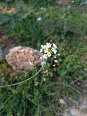 Capsella grandiflora