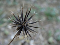 Bidens alba
