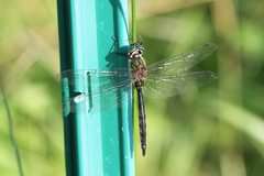Somatochlora flavomaculata