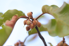 Capurodendron