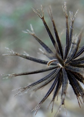 Bidens alba