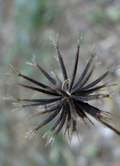 Bidens alba