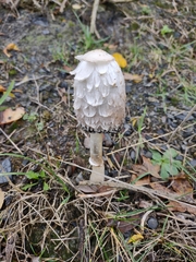 Coprinus comatus