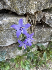 Campanula versicolor