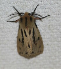 Ardices curvata