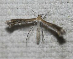 Stangeia xerodes