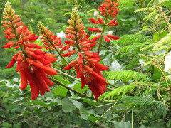 Erythrina zeyheri