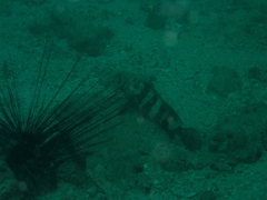Epinephelus bleekeri