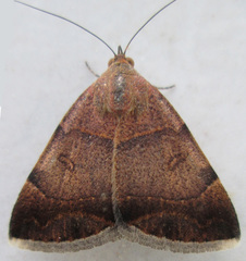 Plecopterodes moderata