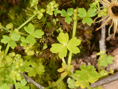 Hydrocotyle foveolata