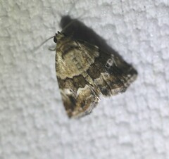Maliattha amorpha