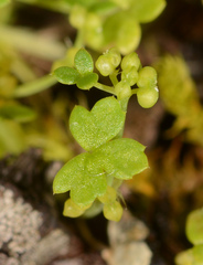 Hydrocotyle foveolata