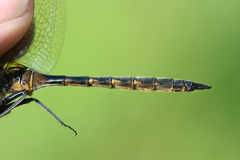 Somatochlora flavomaculata