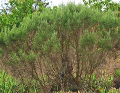 Dicerothamnus rhinocerotis