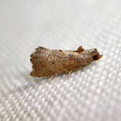 Glyphidoptera insignana