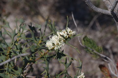 Hakea auriculata