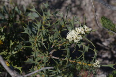 Hakea auriculata