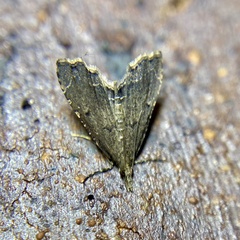 Diplopseustis perieresalis