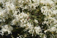 Hakea auriculata