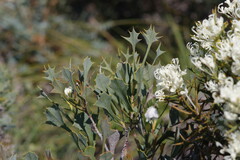 Hakea auriculata