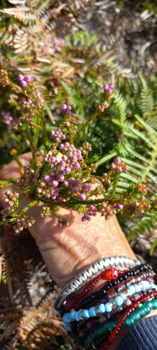 Image of Cheery Heath (Erica laeta) by (c) Adele SL, some rights reserved (CC BY)