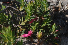 Astroloma microdonta