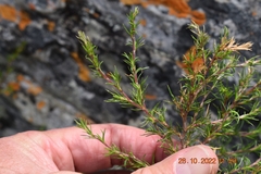 Cliffortia atrata