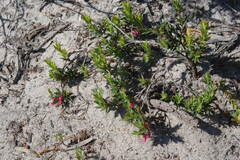 Astroloma microdonta