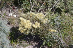 Hakea auriculata