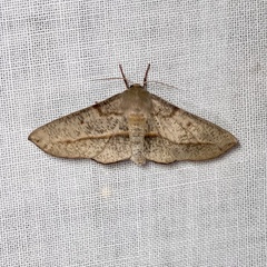 Antictenia punctunculus