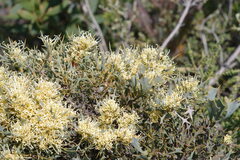 Hakea auriculata