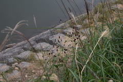 Sanguisorba officinalis