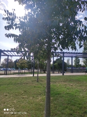 Betula pendula