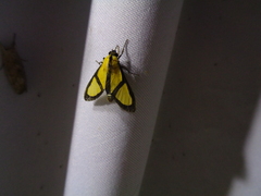 Xanthoarctia pseudameoides