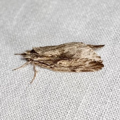 Ecnomodes sagittaria