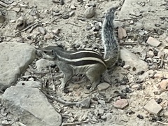 Funambulus pennantii