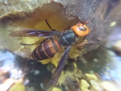 Vespa mandarinia