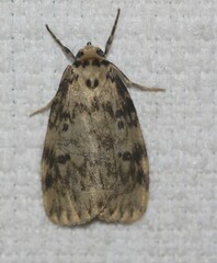 Hectobrocha subnigra