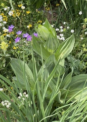 Gentiana lutea