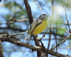 Todirostrum cinereum