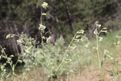Silene dichotoma
