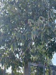 Celtis australis