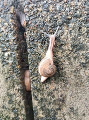 Ariophanta exilis