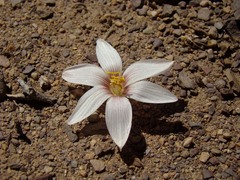 Zephyranthes andina