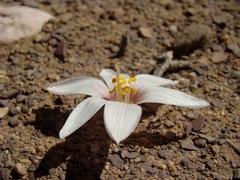 Zephyranthes andina