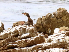 Microcarbo coronatus