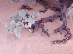 Pelargonium crassicaule