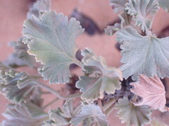 Pelargonium crassicaule