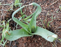 Schizocarphus nervosus