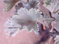Pelargonium crassicaule